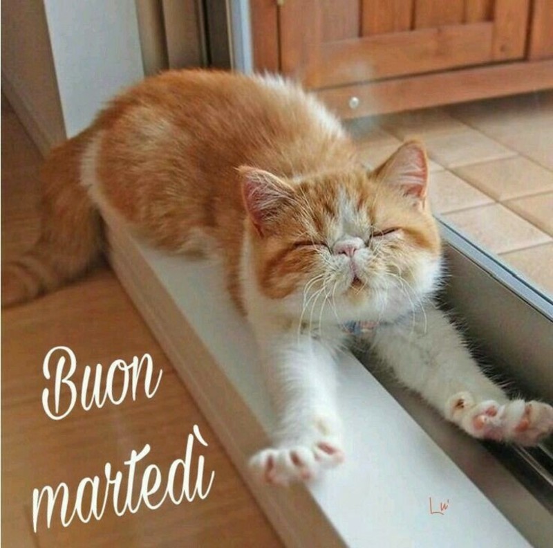 Buon Martedì con gli animali