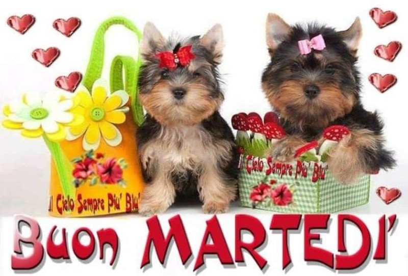Buon Martedì coi cagnolini