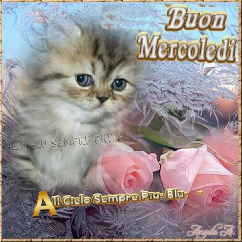 Buon Mercoledì (gatti)