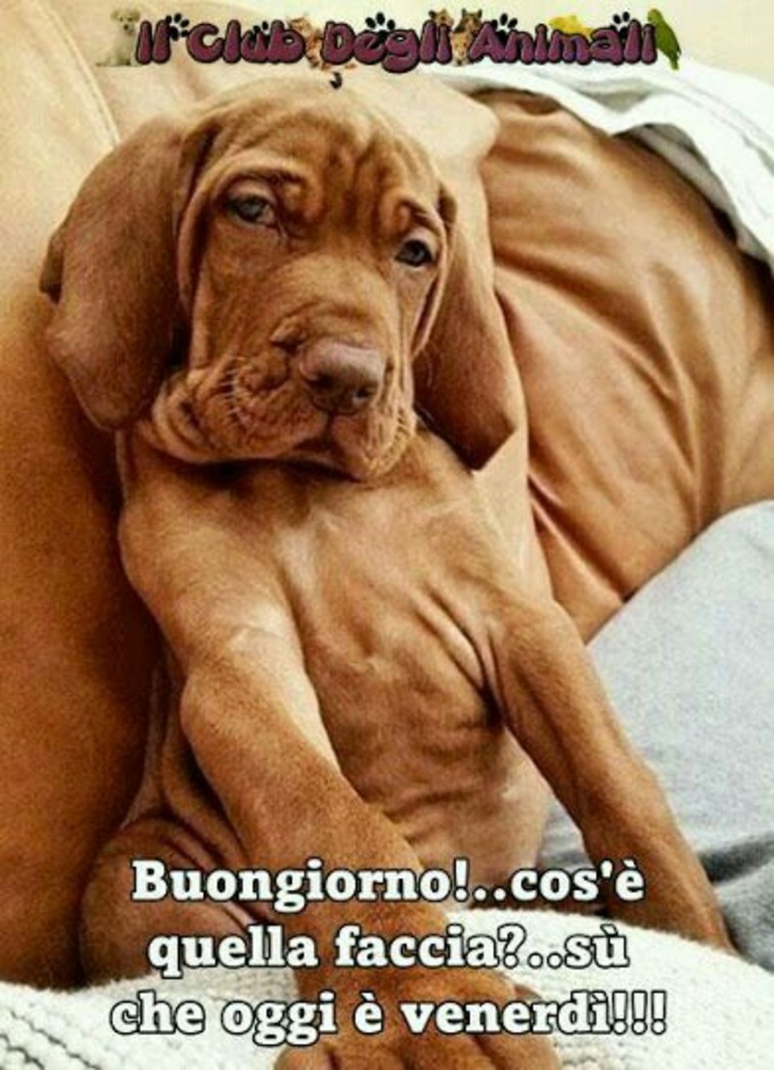 Buongiorno! Cos'è quella faccia? Sù che oggi è Venerdì !!!