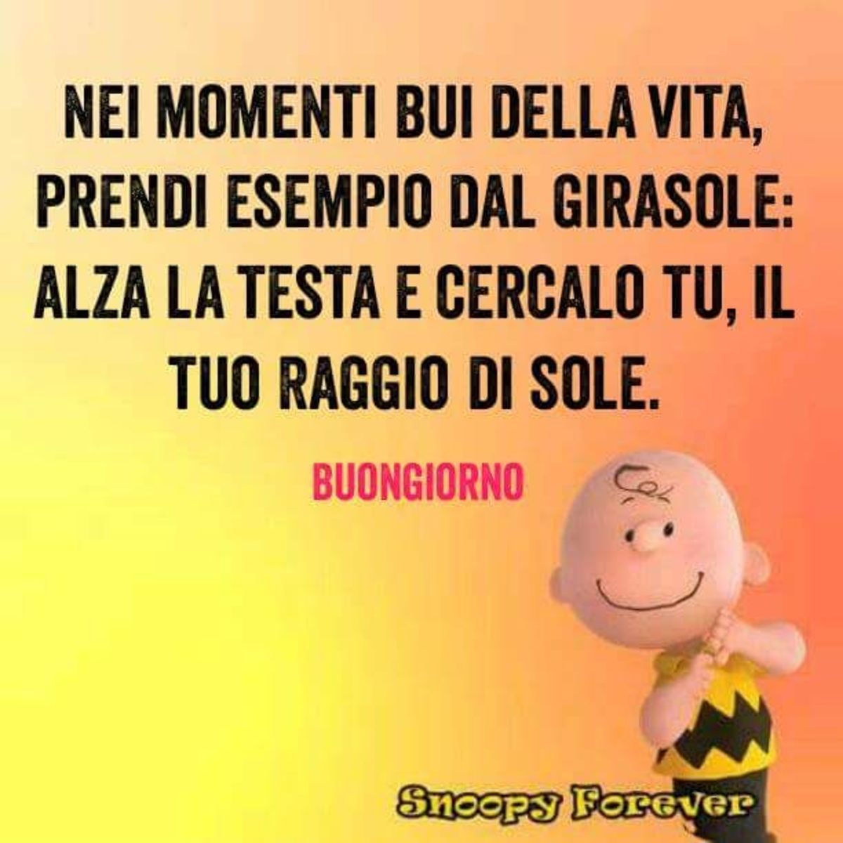 Nei momenti bui della vita, prendi esempio dal girasole: alza la testa e cercalo tu, il tuo raggio di sole. Buongiorno