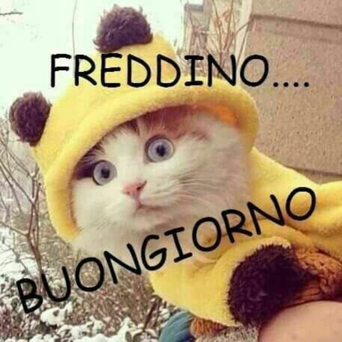 Freddino... Buongiorno