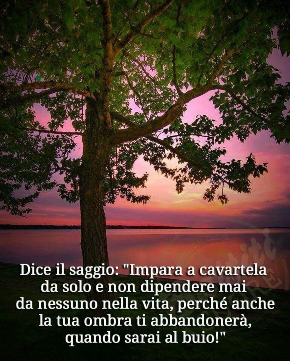 Dice il saggio: "Impara a cavartela da solo e non dipendere mai da nessuno nella vita, perchè anche la mia ombra ti abbandonerà, quando sarai al buio!