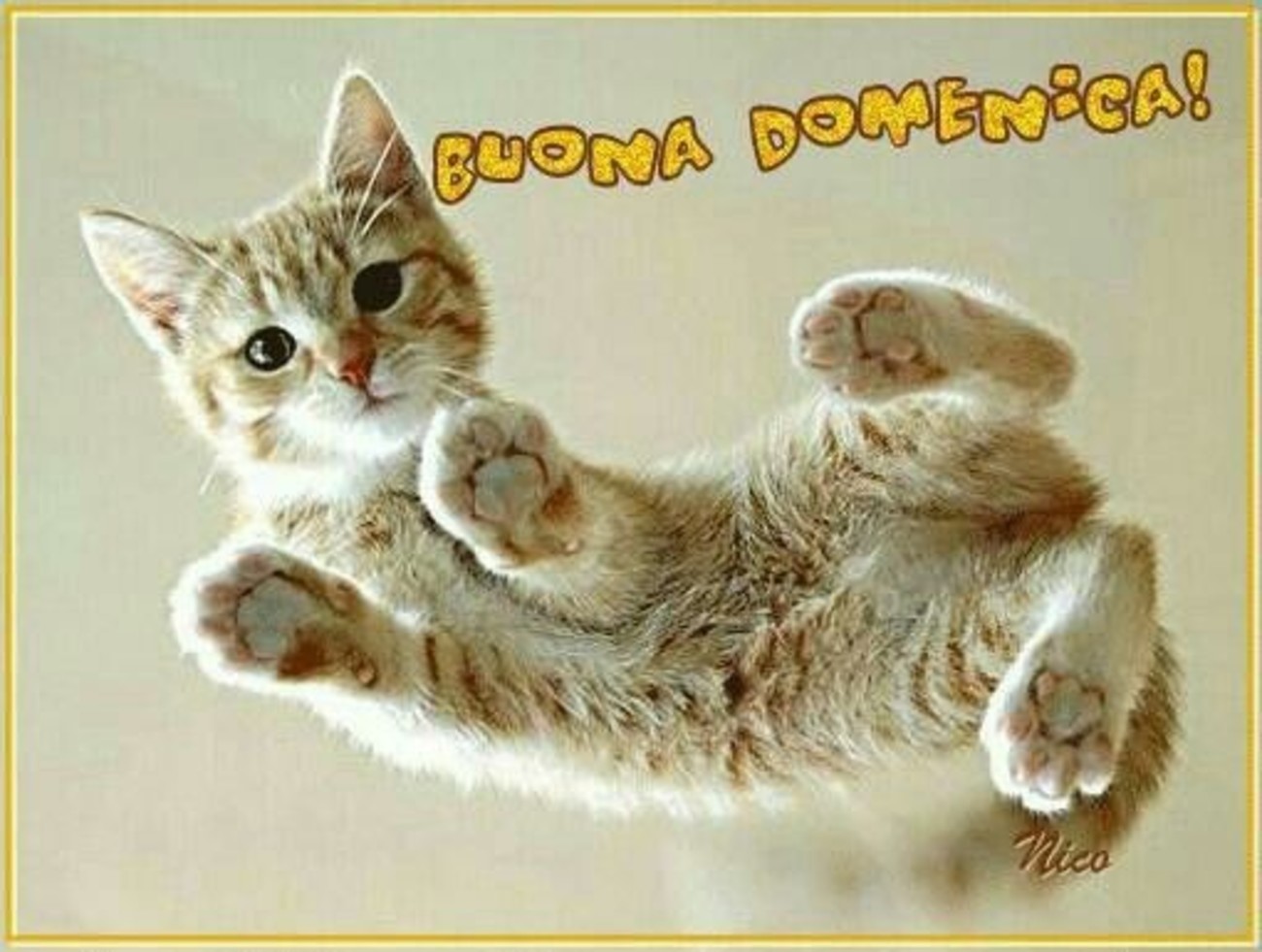 Buona Domenica! con gatto