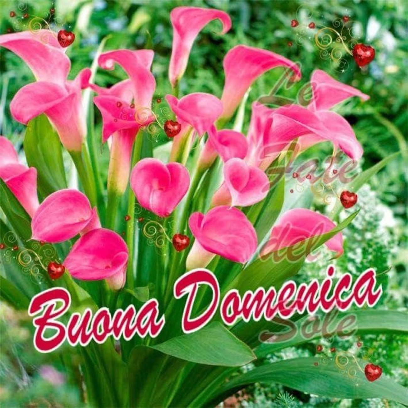 Buona Domenica con i fiori