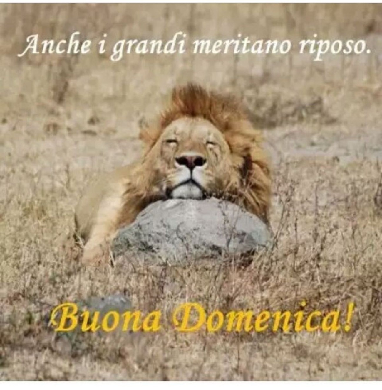 Anche i grandi meritano riposo... Buona Domenica!