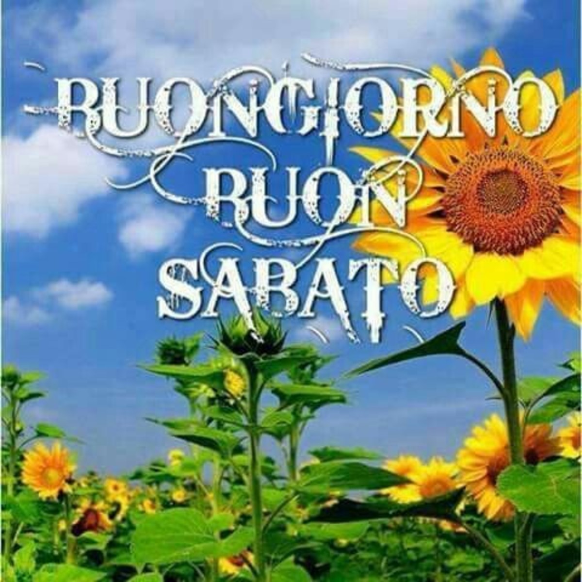 Buongiorno Buon Sabato con i girasoli