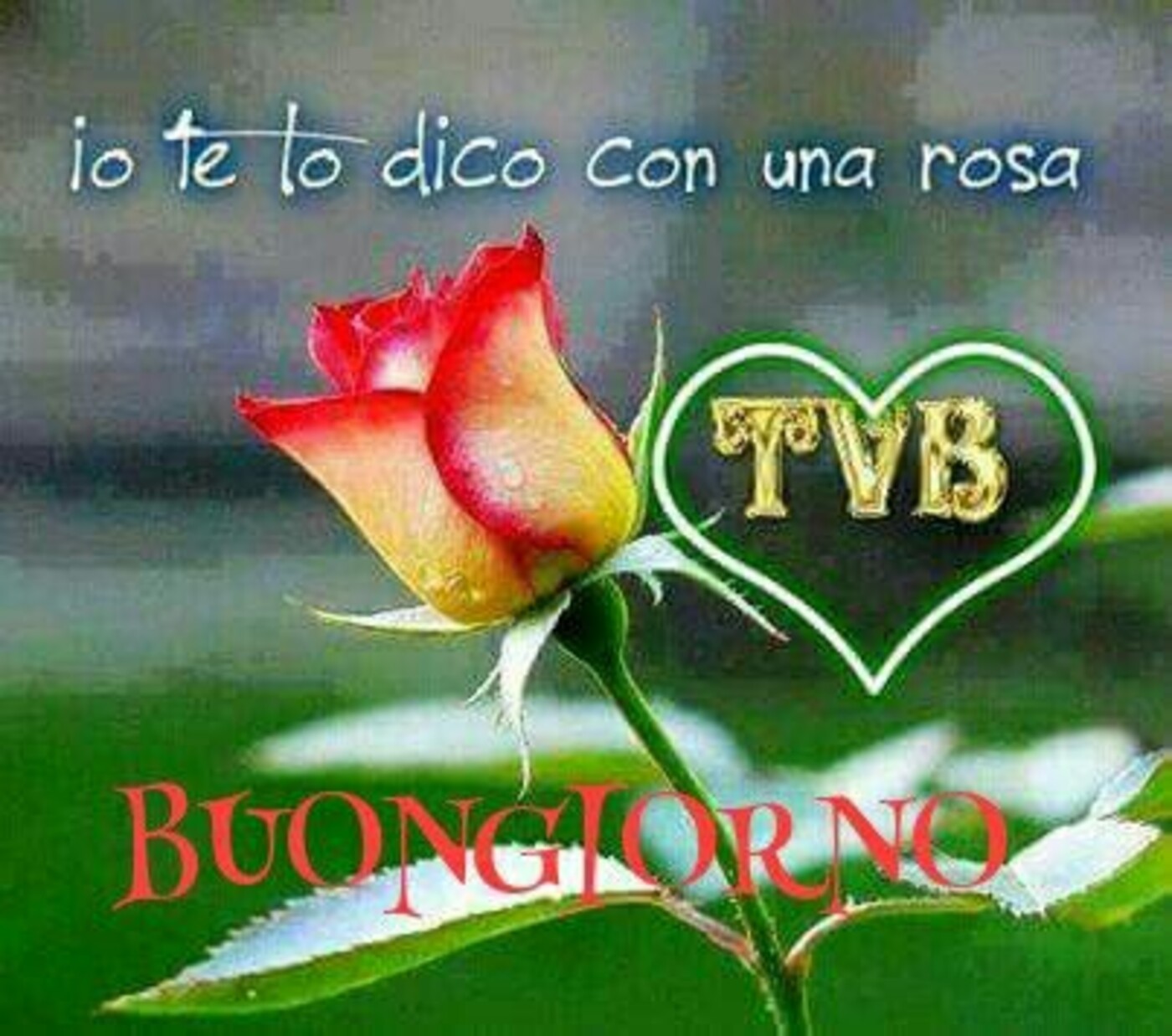 Io te lo dico con una rosa... TVB... Buongiorno