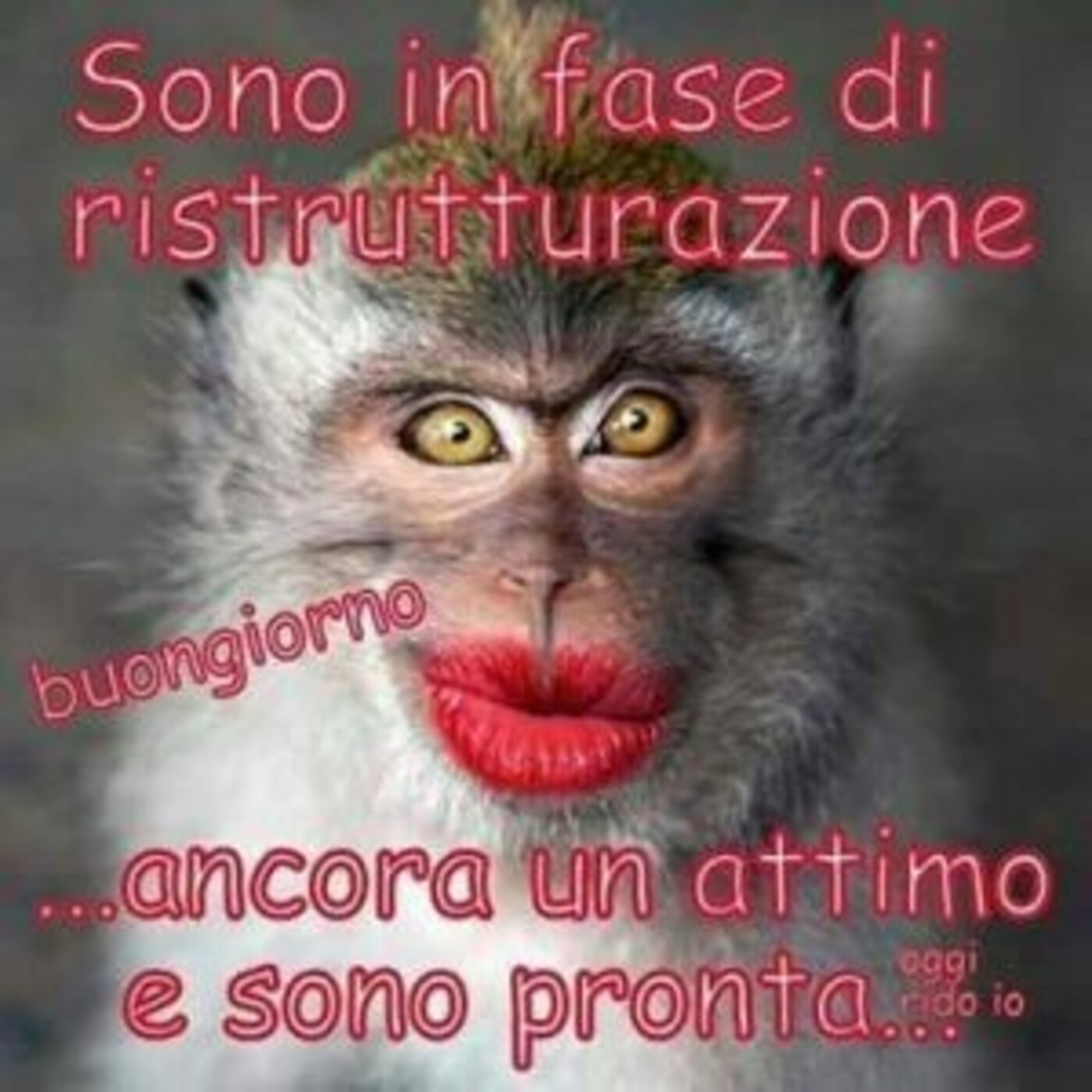 Buongiorno... sono in fase di ristrutturazione... ancora un attimo e sono pronta! immagini divertenti