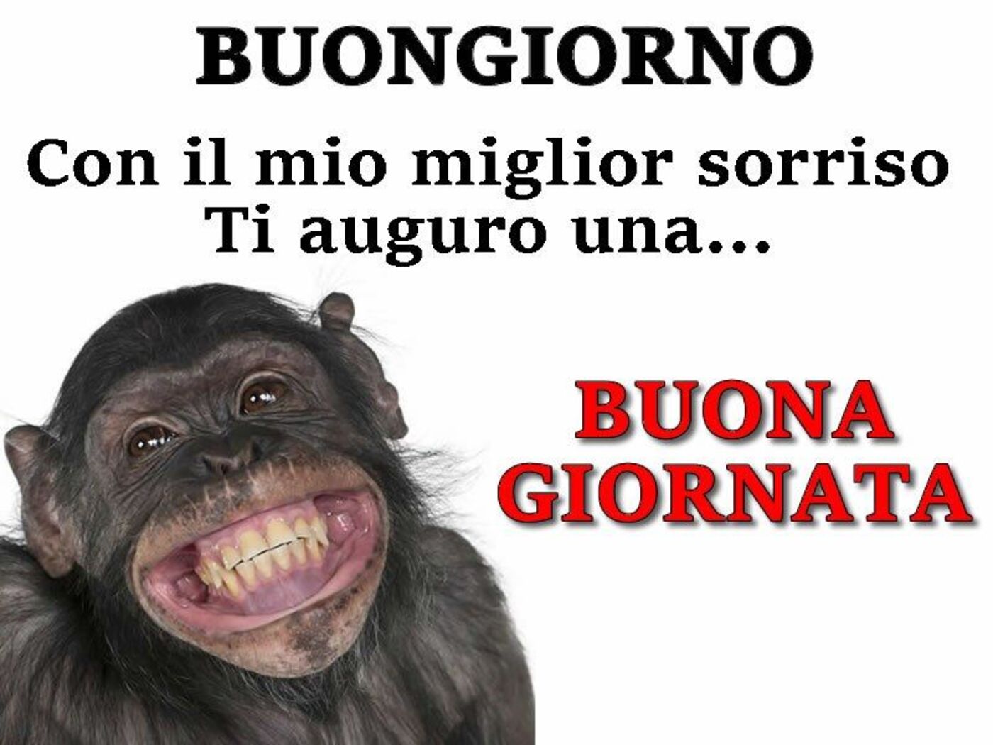 Buongiorno immagini da ridere