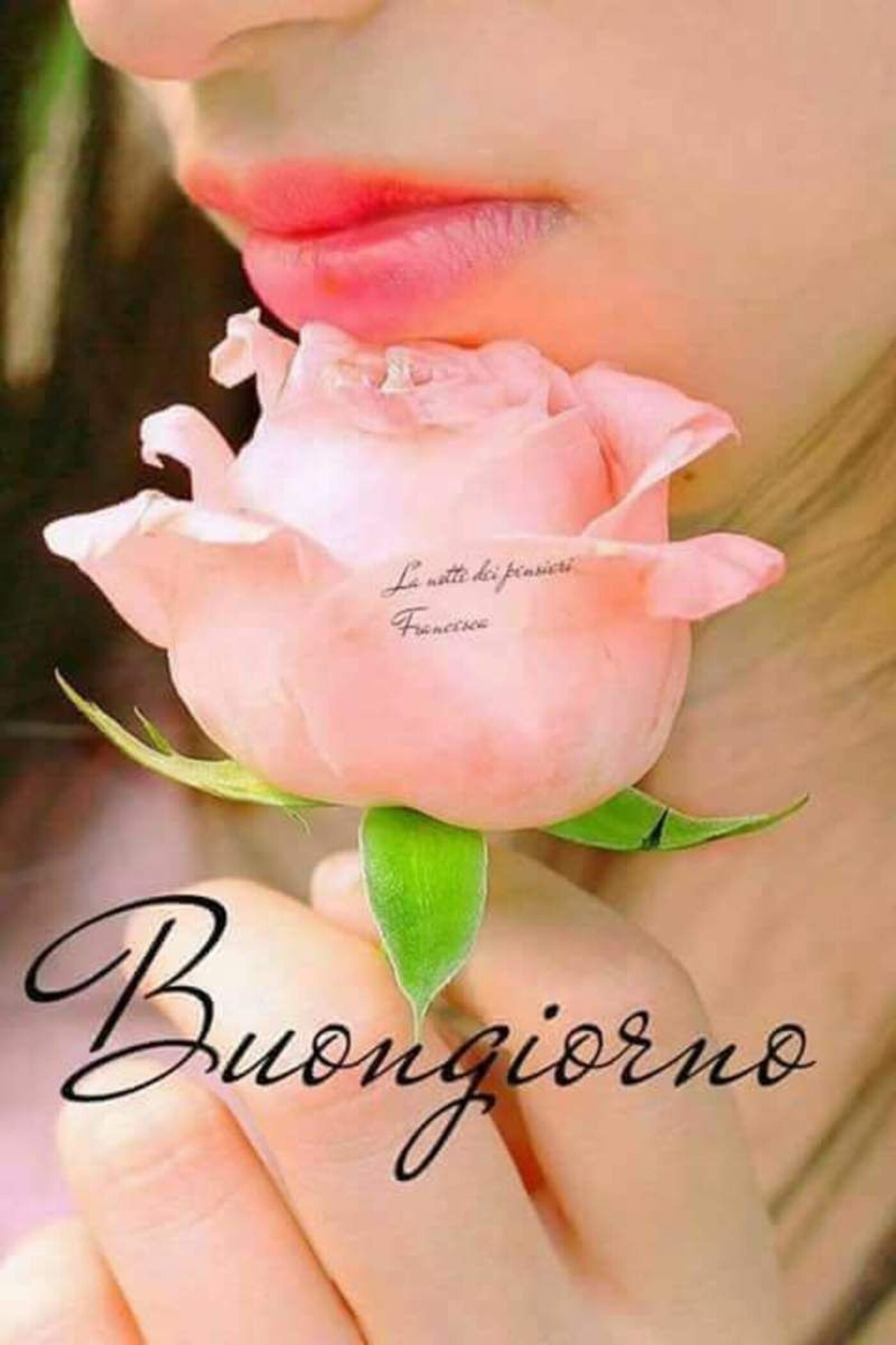 Buongiorno con le rose