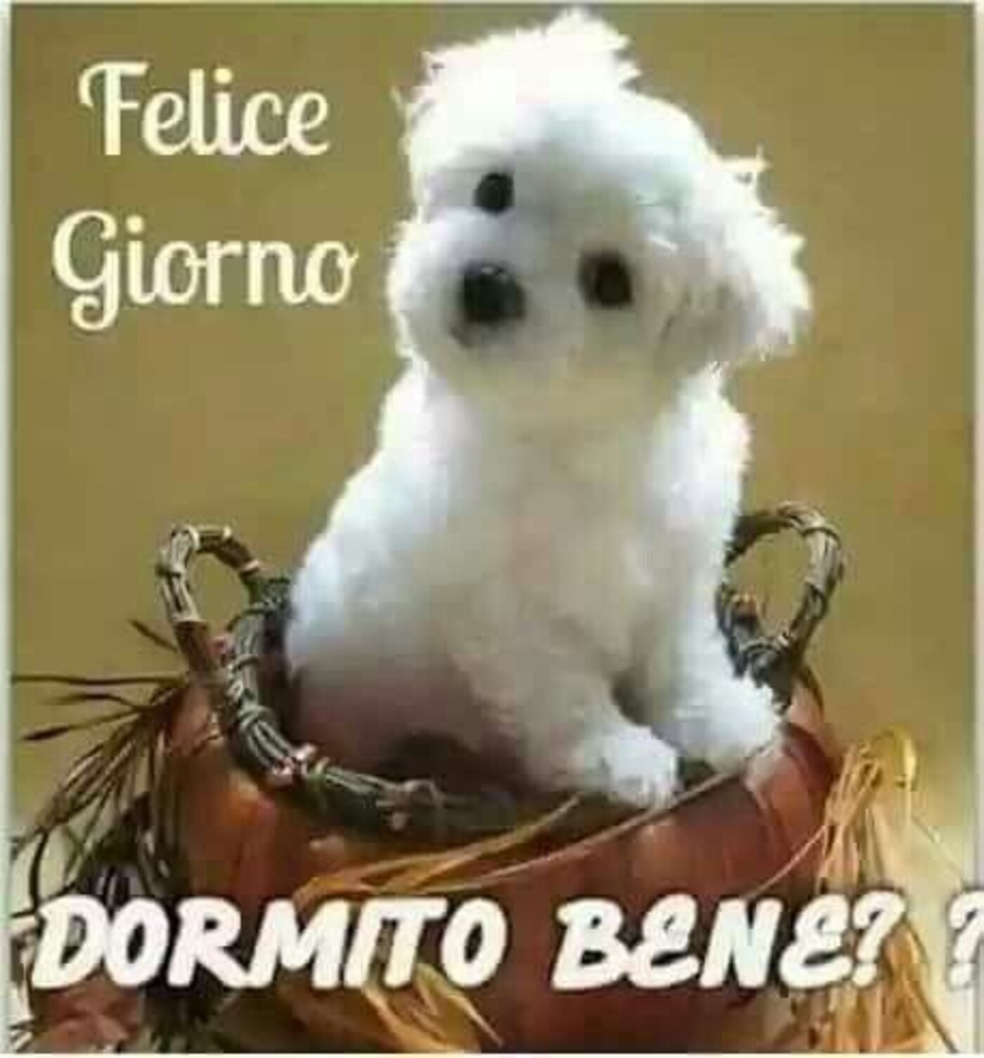 Felice Giorno, dormito bene?