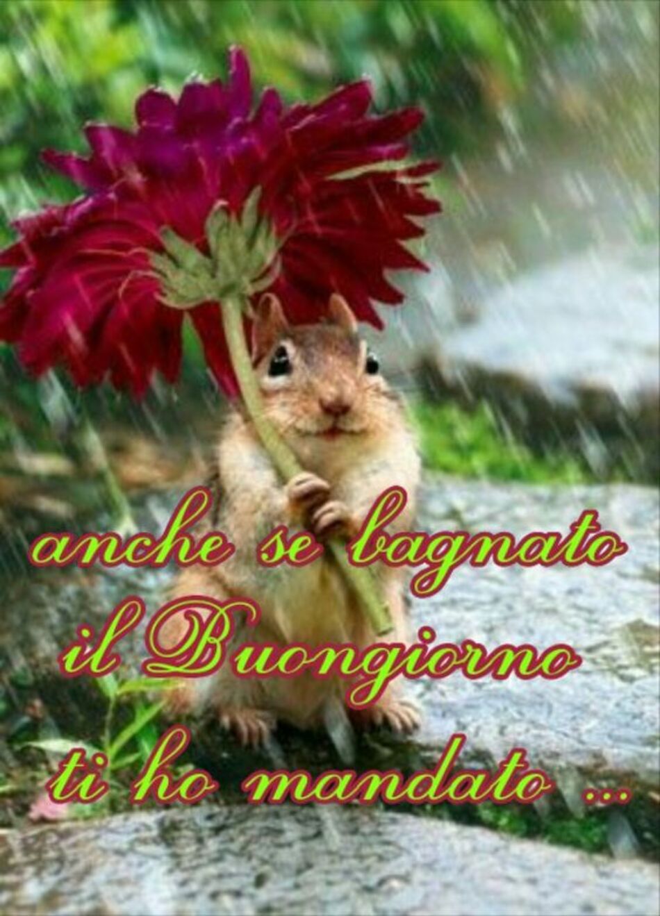 Anche se bagnato... il Buongiorno ti ho mandato!