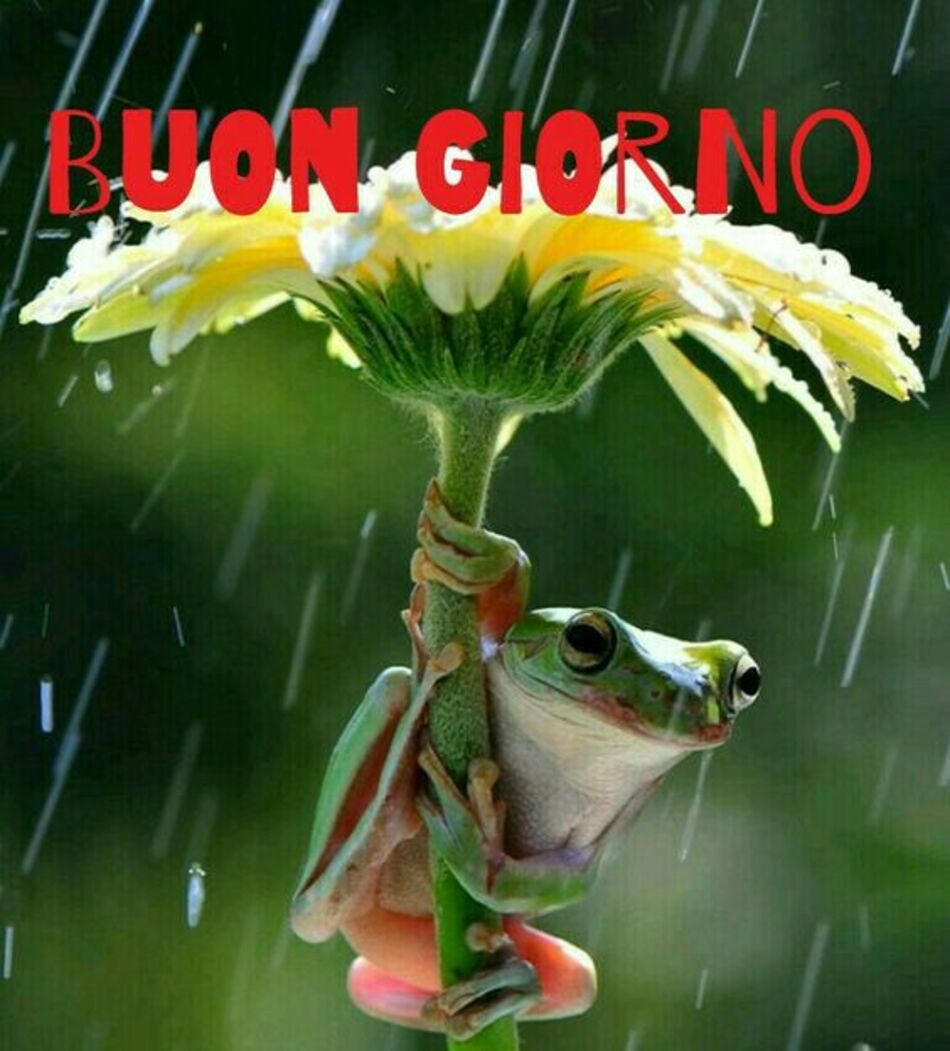 immagini del buongiorno con la pioggia