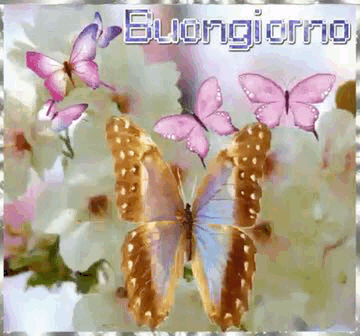 Buongiorno con le farfalle