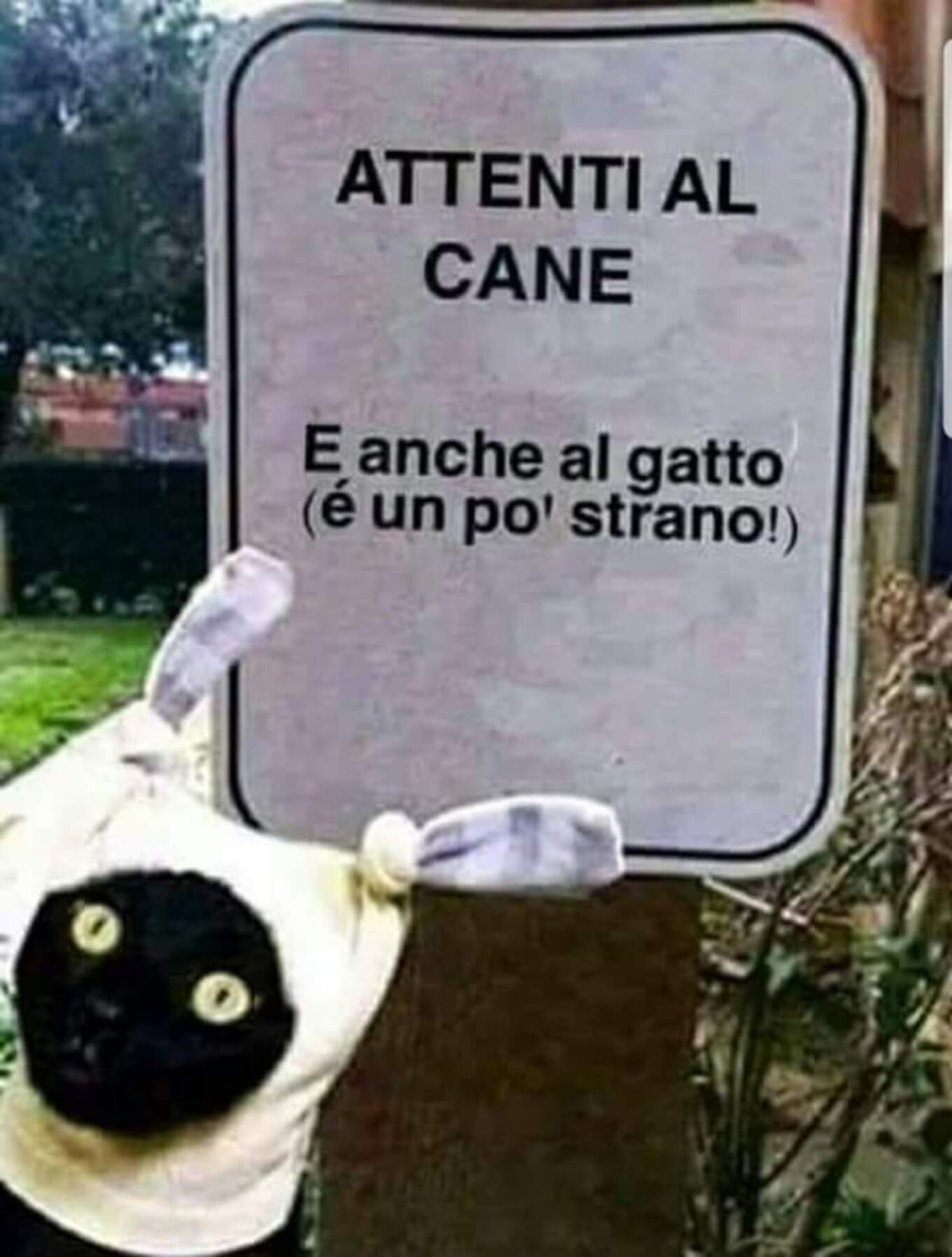 ATTENTI AL CANE... e anche al gatto (è un pò strano!)