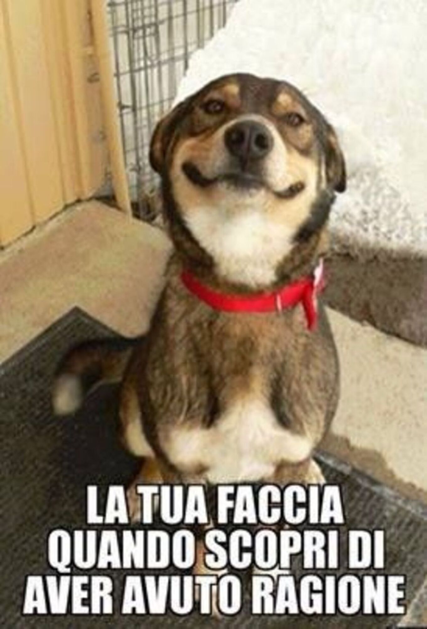 La tua faccia quando scopri di aver avuto ragione