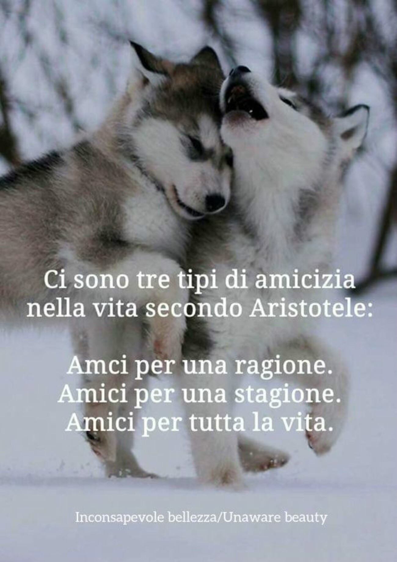 Ci sono tre tipi di amicizia nella vita secondo Aristotele: Amici per una ragione, Amici per una stagione, Amici per tutta la vita.