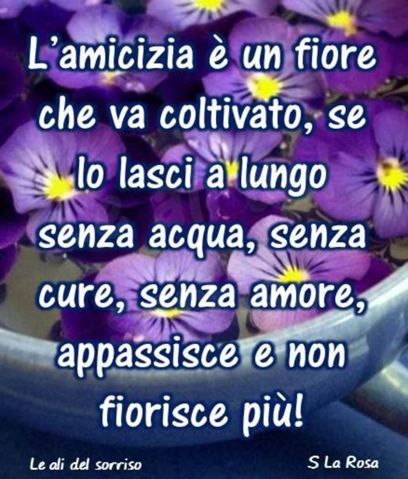 L'amicizia è un fiore che va coltivato, se lo lasci a lungo senz'acqua, senza cure, senza amore, appassisce e non fiorisce più!