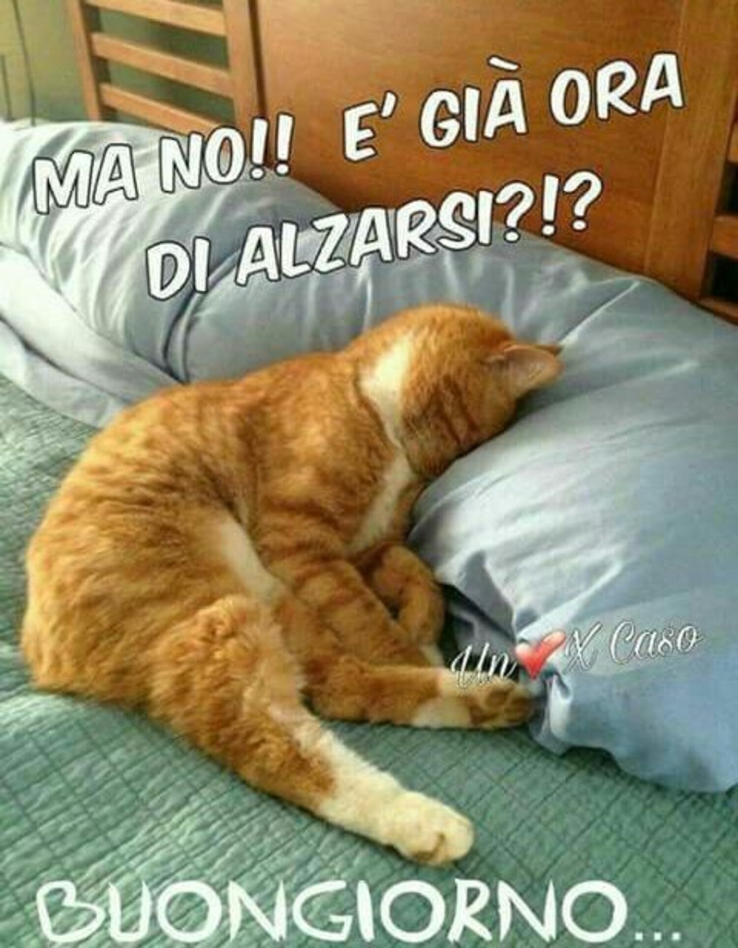 MA NO !!! E' già ora di alzarsi ?!? BUONGIORNO