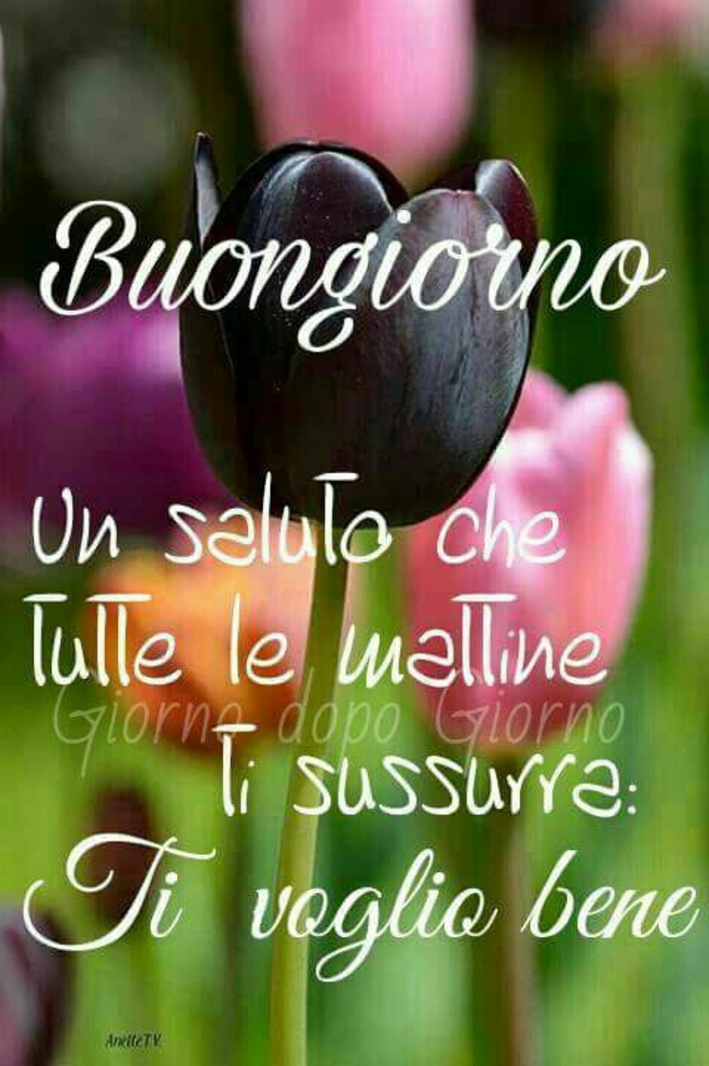 Buongiorno: Un saluto che tutte le mattine ti sussurra "ti voglio bene"