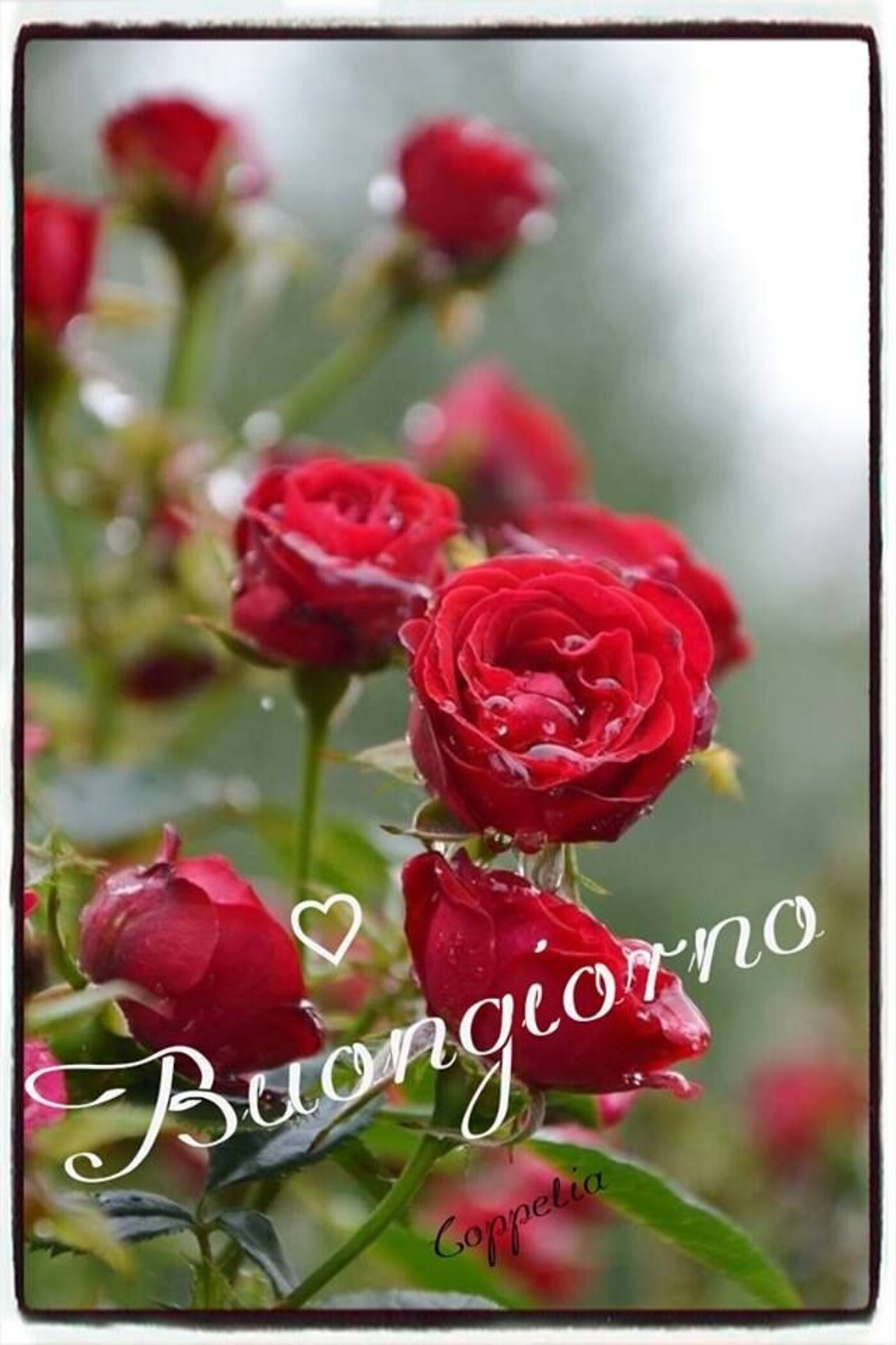 Buongiorno con le rose rosse